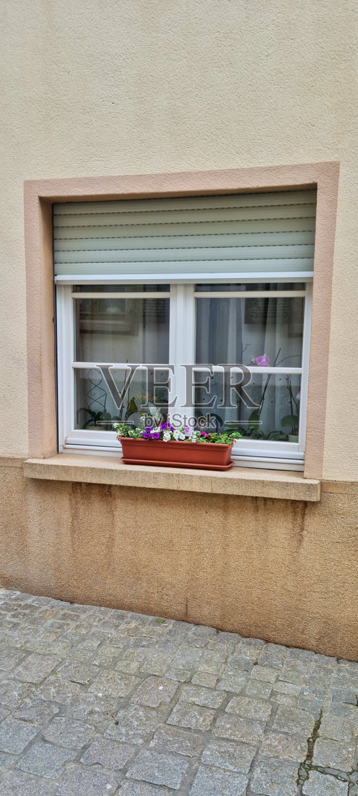 盆栽花卉照片摄影图片