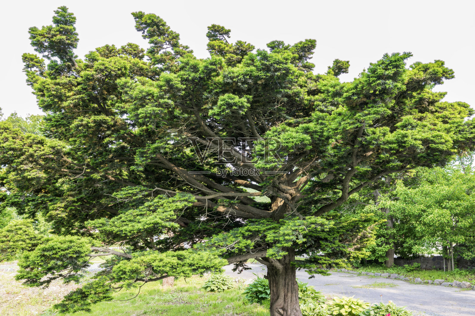 一棵孤零零的树照片摄影图片
