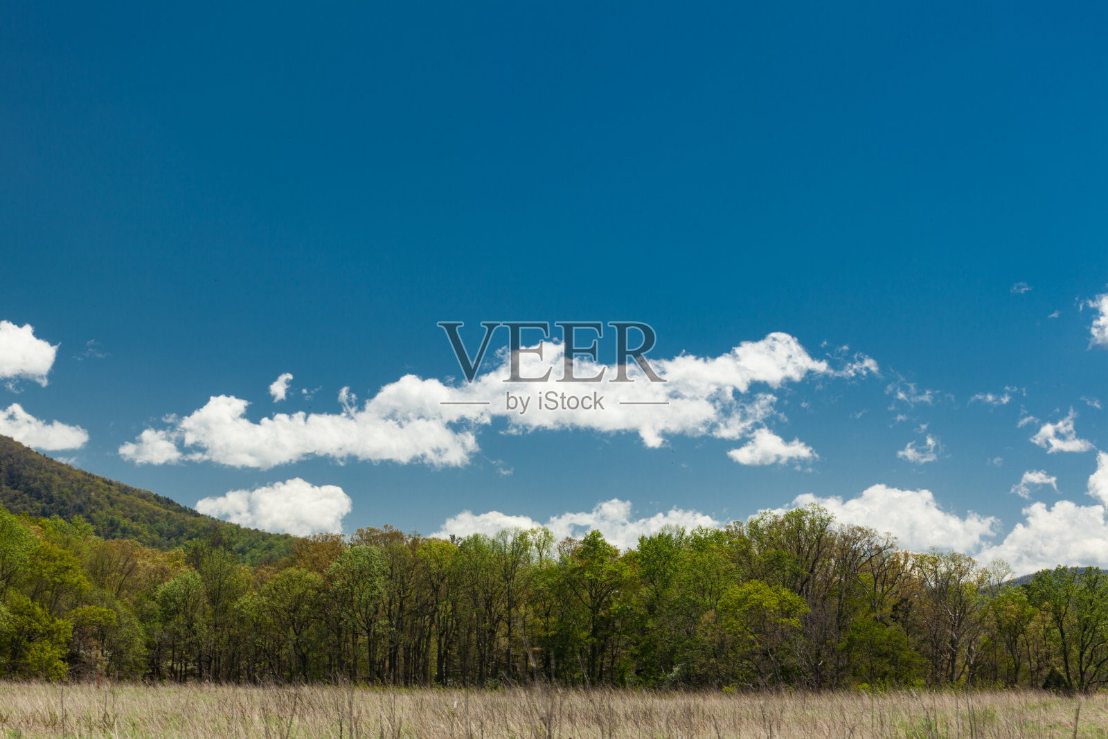 春天的绿色和树木在卡德斯湾发芽照片摄影图片