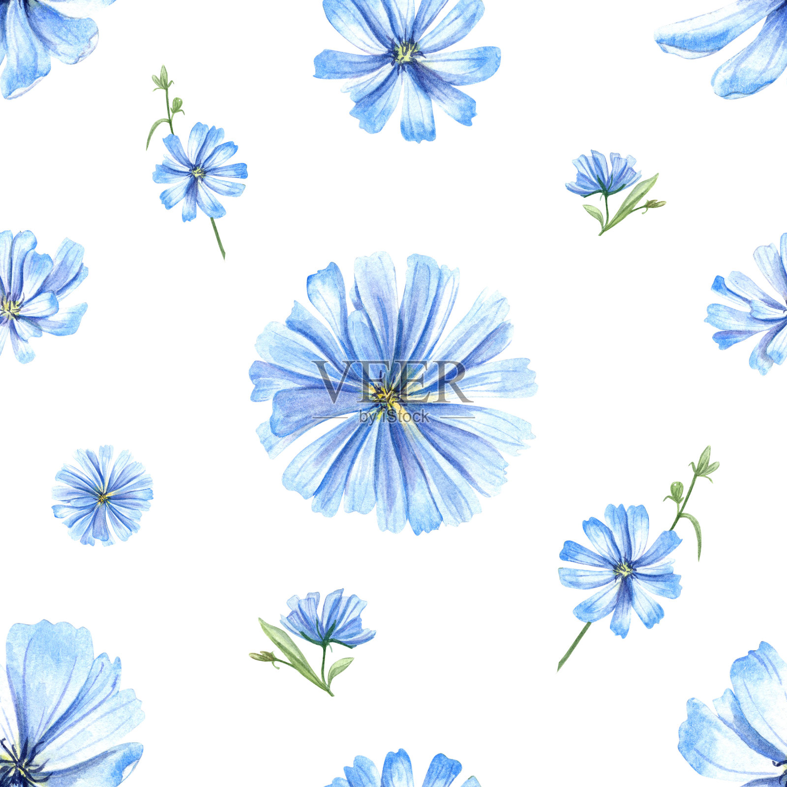 蓝色的菊苣。野草地上的花。无缝图案与花头。Cichorium。微妙的intybus。水彩花卉插图孤立的白色背景。用于医疗设计、包装、婚礼插画图片素材