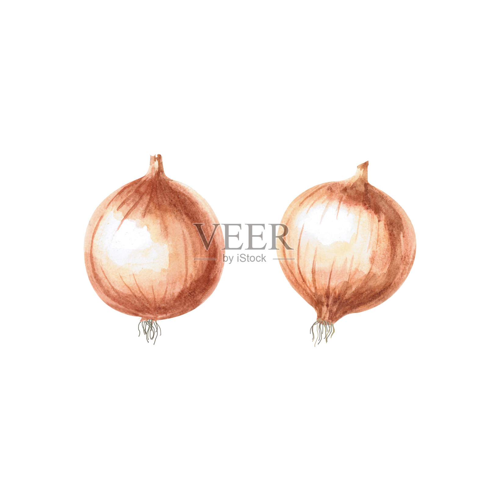 水彩洋葱头的插图。为农业博览会、收获展览、商店、蔬菜摊、烹饪书绘制的洋葱手绘插图。插图与背景分离。插画图片素材