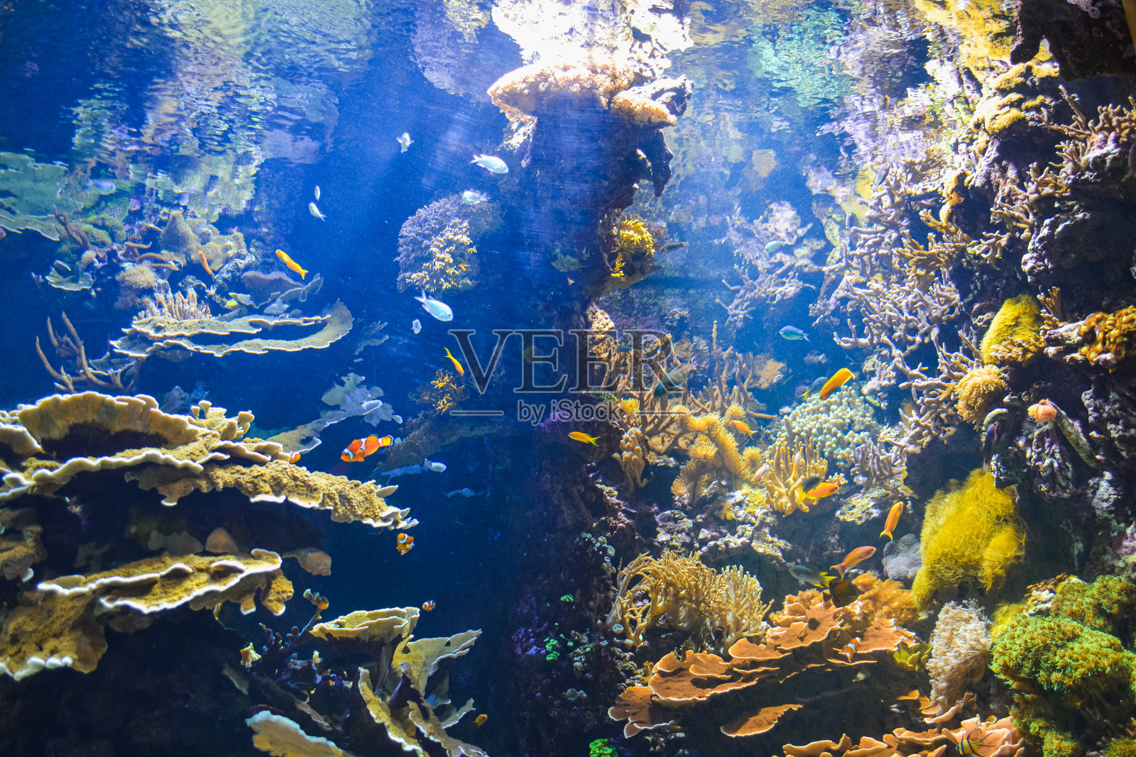 水族馆照片摄影图片