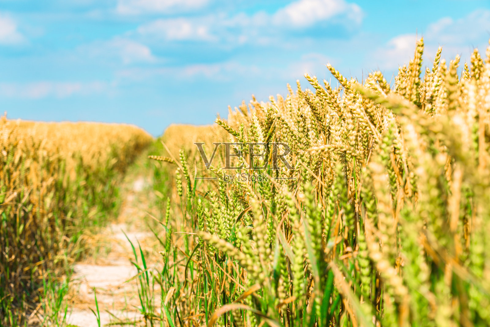 金色小麦作物在夏季农田成熟的景象照片摄影图片