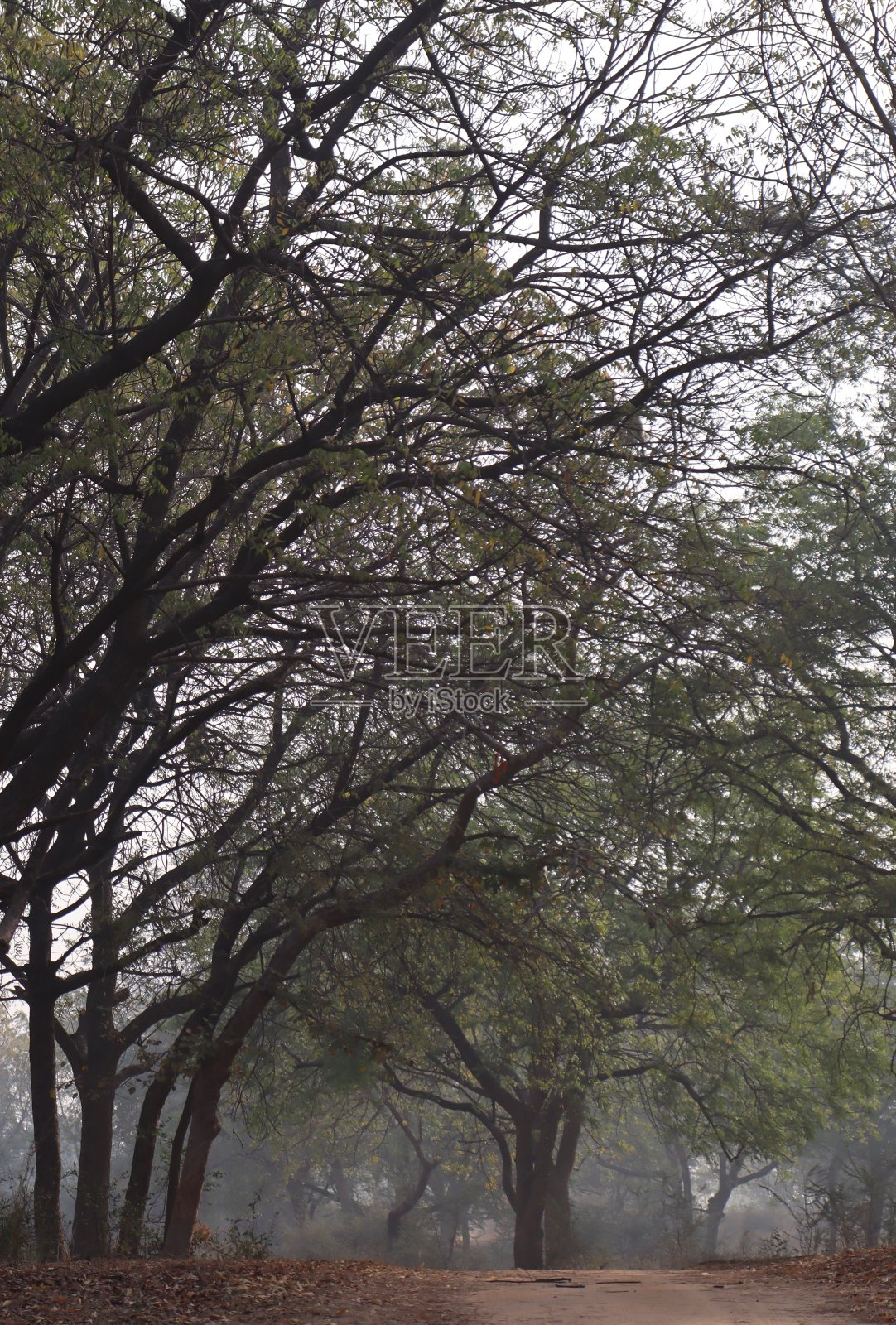 清晨旅行时的森林树木摄影照片摄影图片