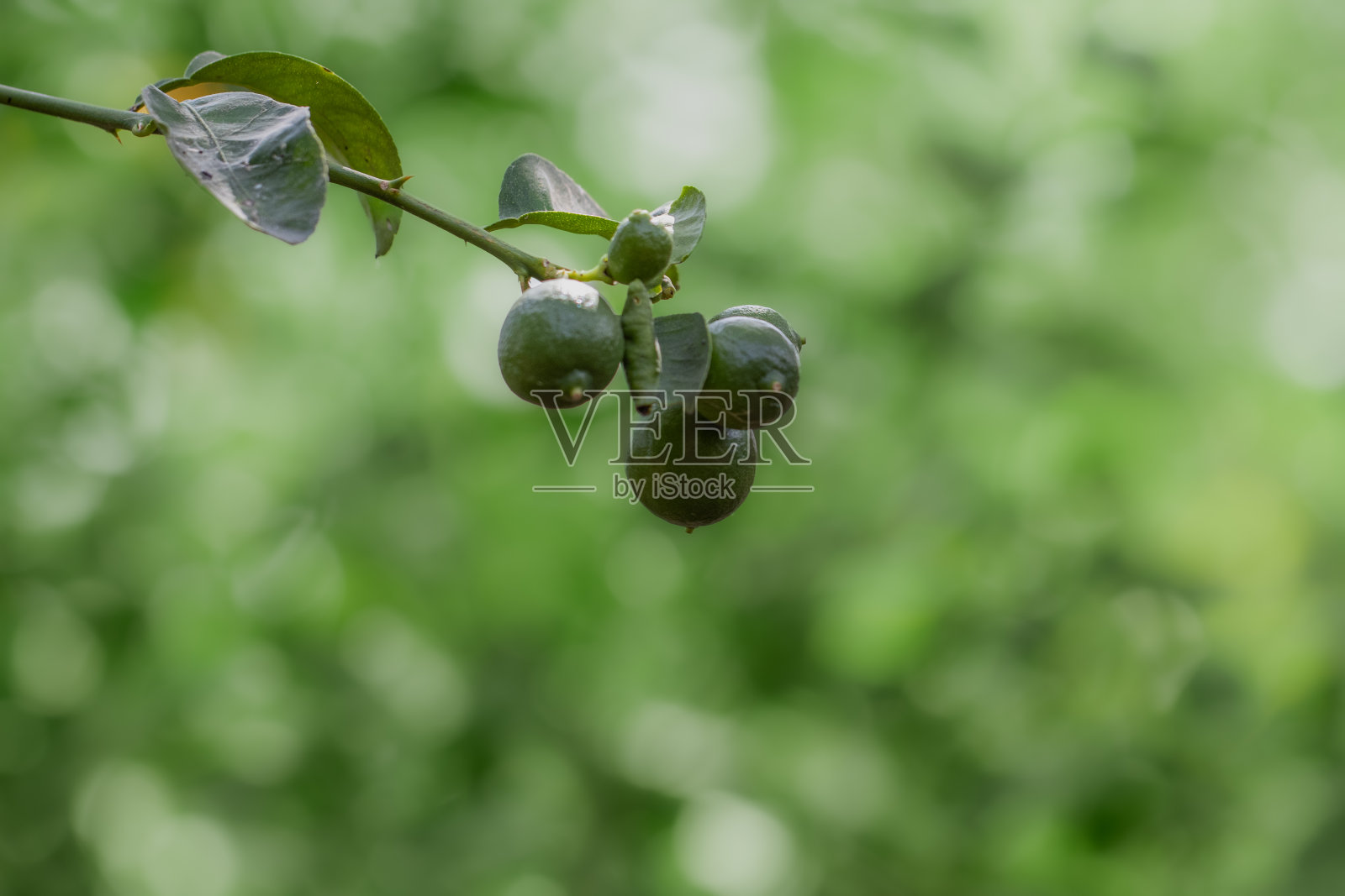 绿柠檬果实在树枝上的特写照片摄影图片