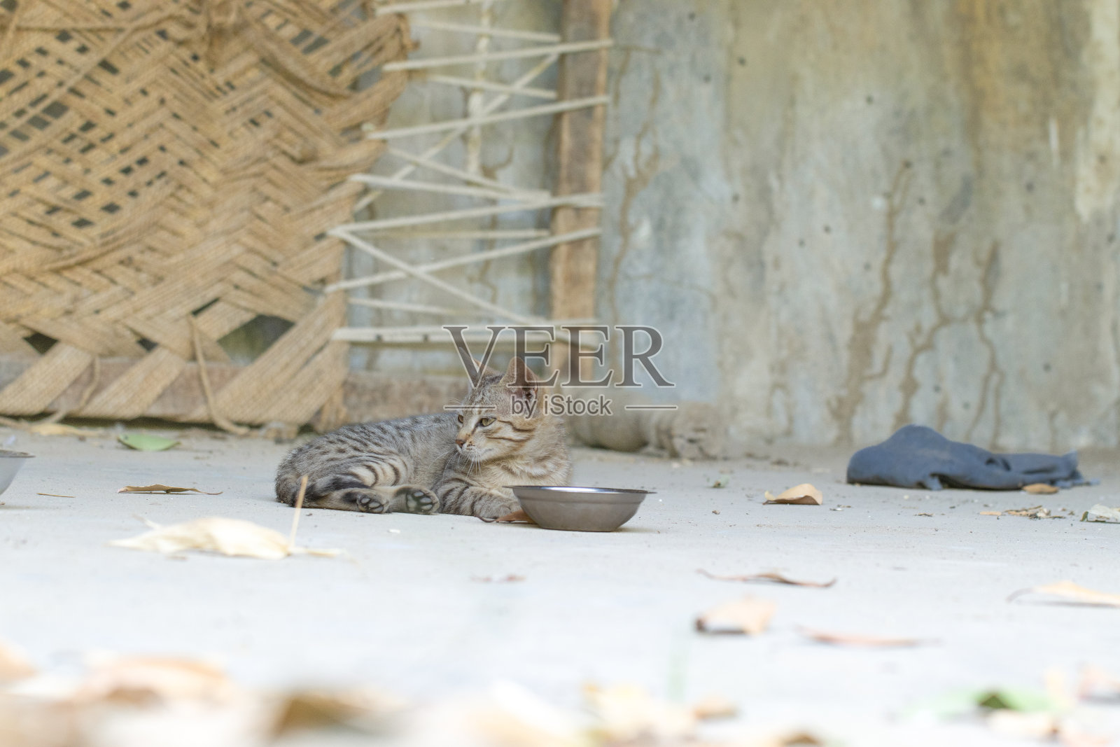 虎斑猫在户外放松照片摄影图片