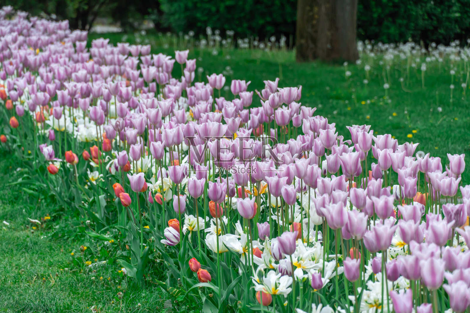 紫色和白色的花朵混合在一起，郁金香在河堤上绽放。照片摄影图片