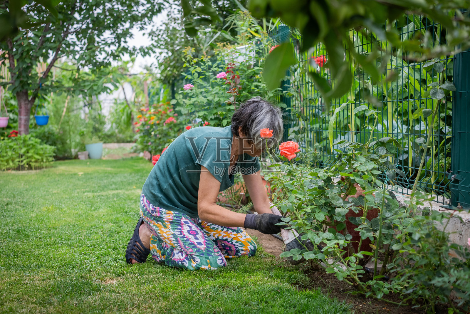 成熟的女人会照顾花园里的花照片摄影图片