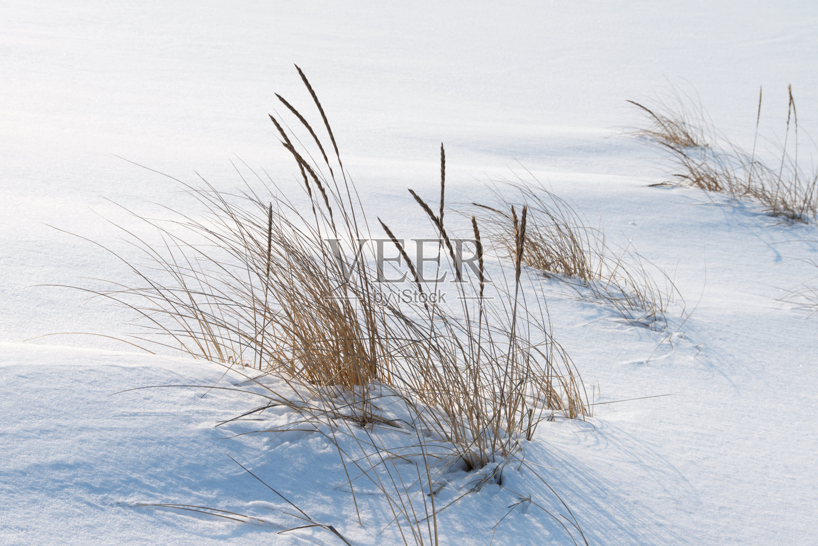 积雪覆盖的地面上的干枯植物照片摄影图片