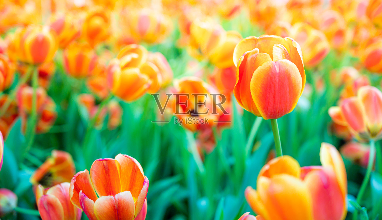 花园里的郁金香花。B、自然背景。照片摄影图片