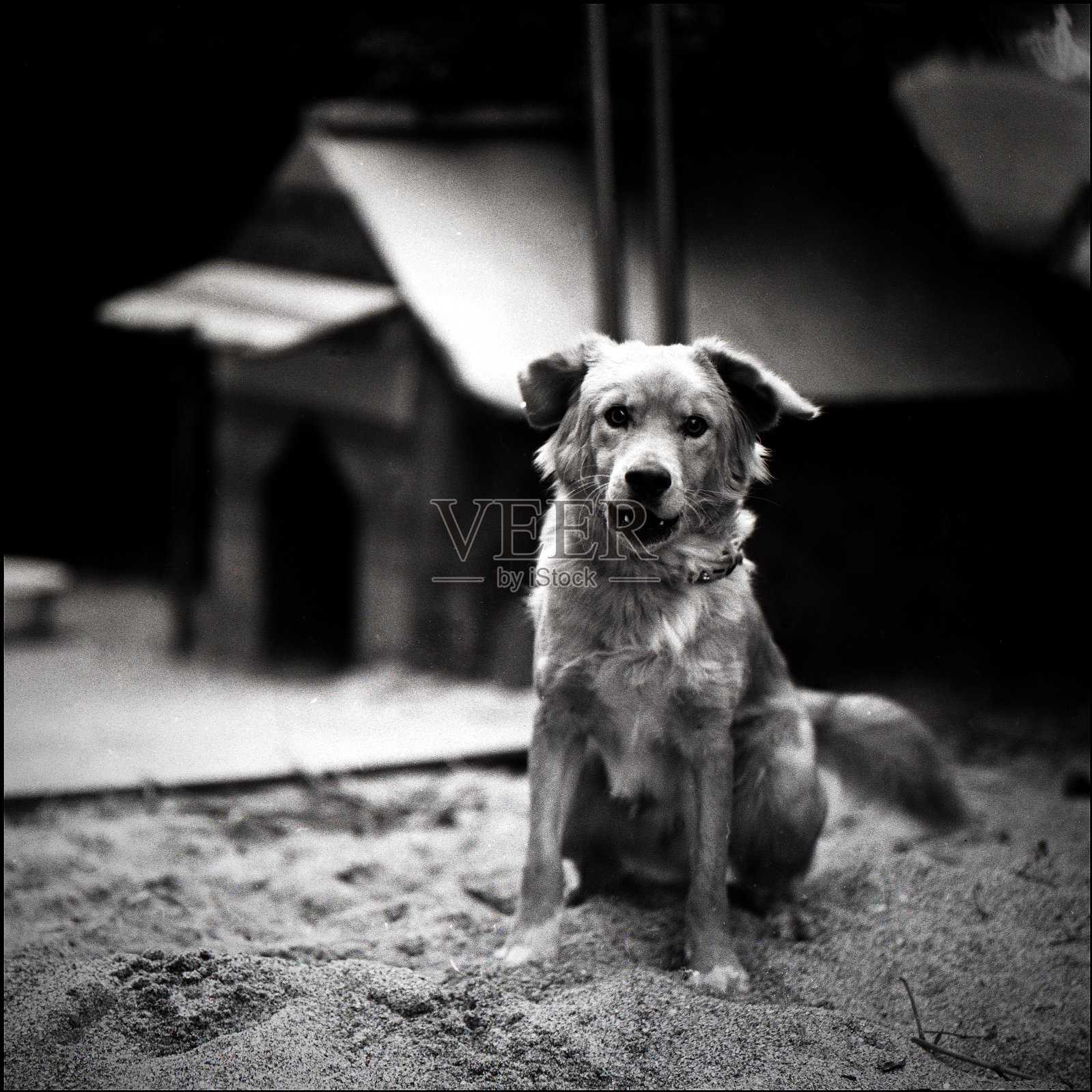 狗和狗窝照片摄影图片