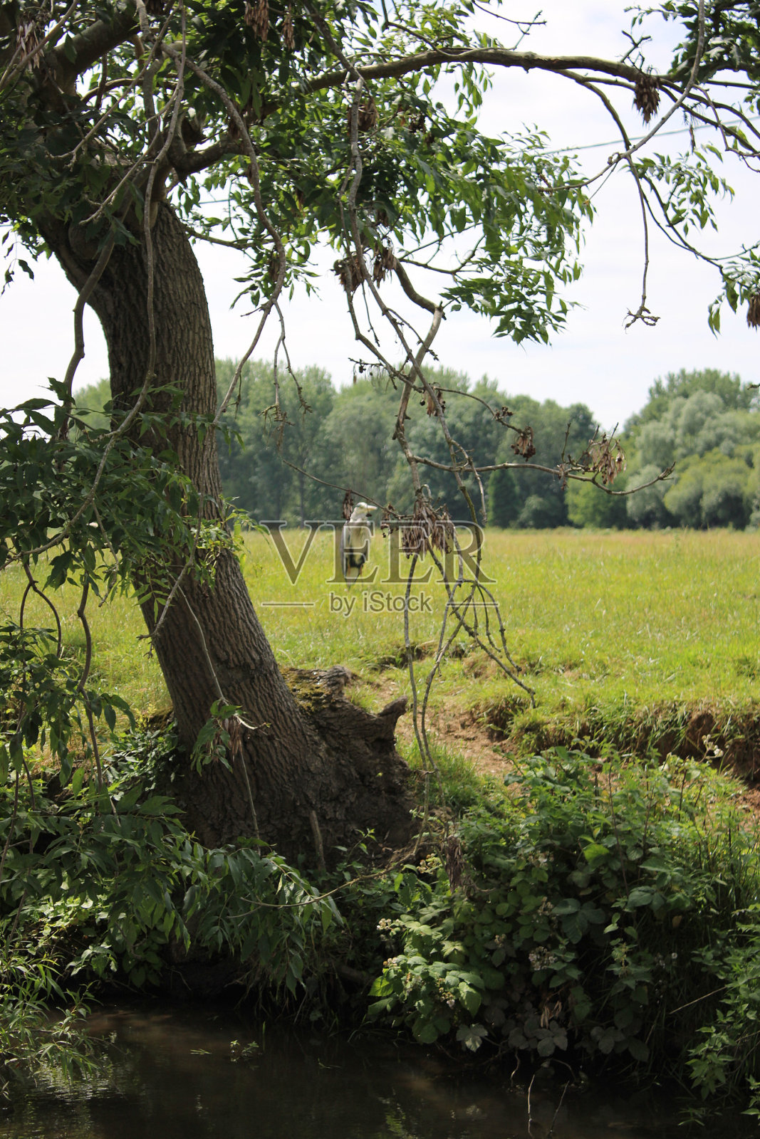 从船的角度来看，河岸上有低悬的树枝的树照片摄影图片