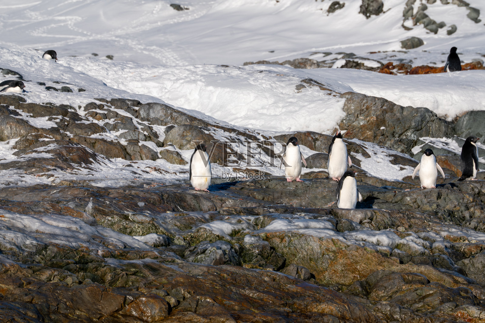 一群阿德利企鹅。南极洲，南极。照片摄影图片