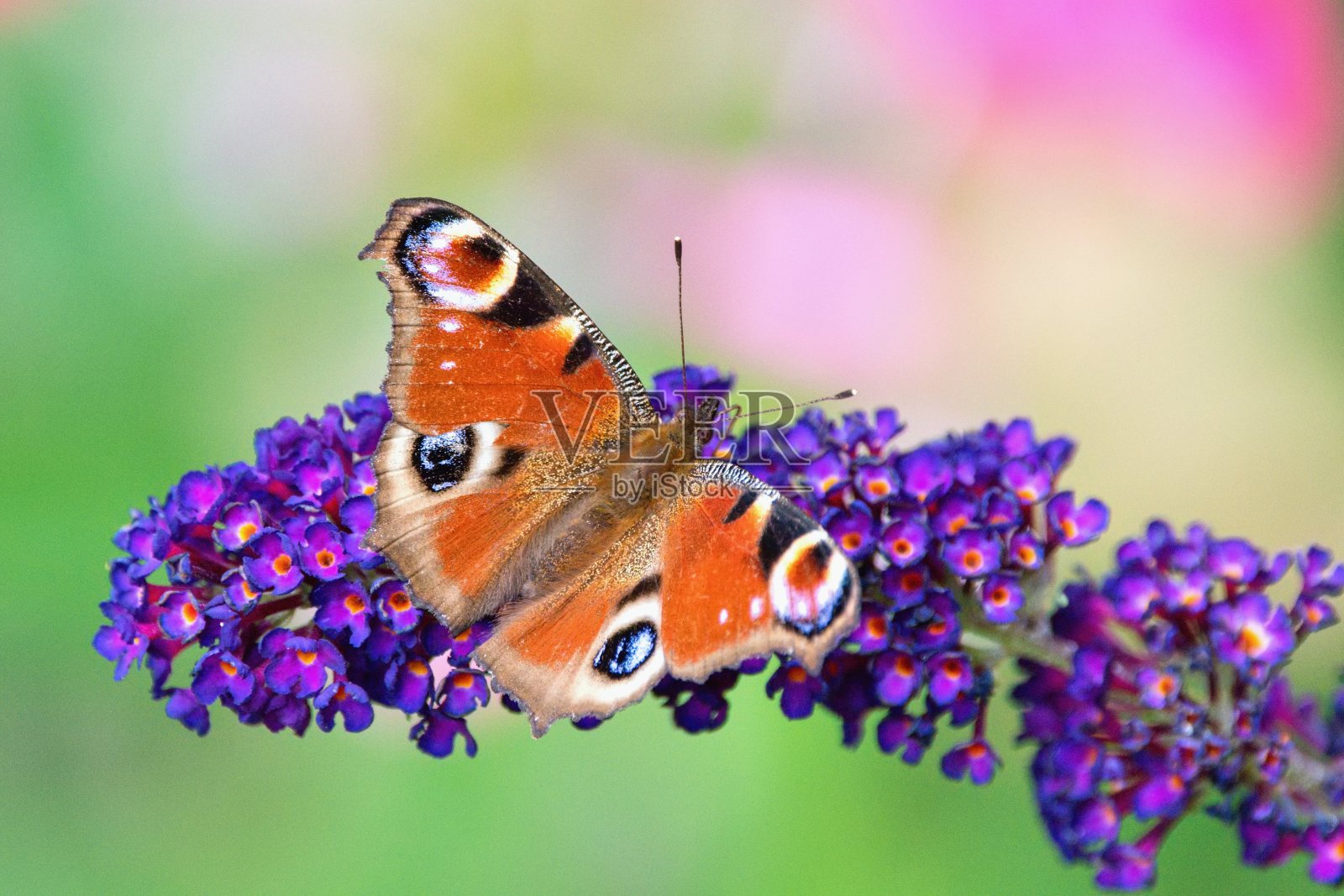 夏日花园中盛开的大卫国花(budleja davidii)也被称为夏日丁香、蝴蝶丛和蝴蝶欧洲孔雀照片摄影图片