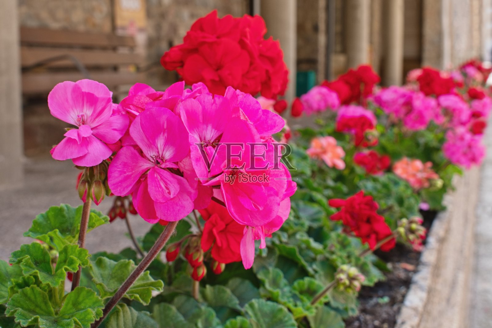 窗户上开满了盛开的天竺葵照片摄影图片