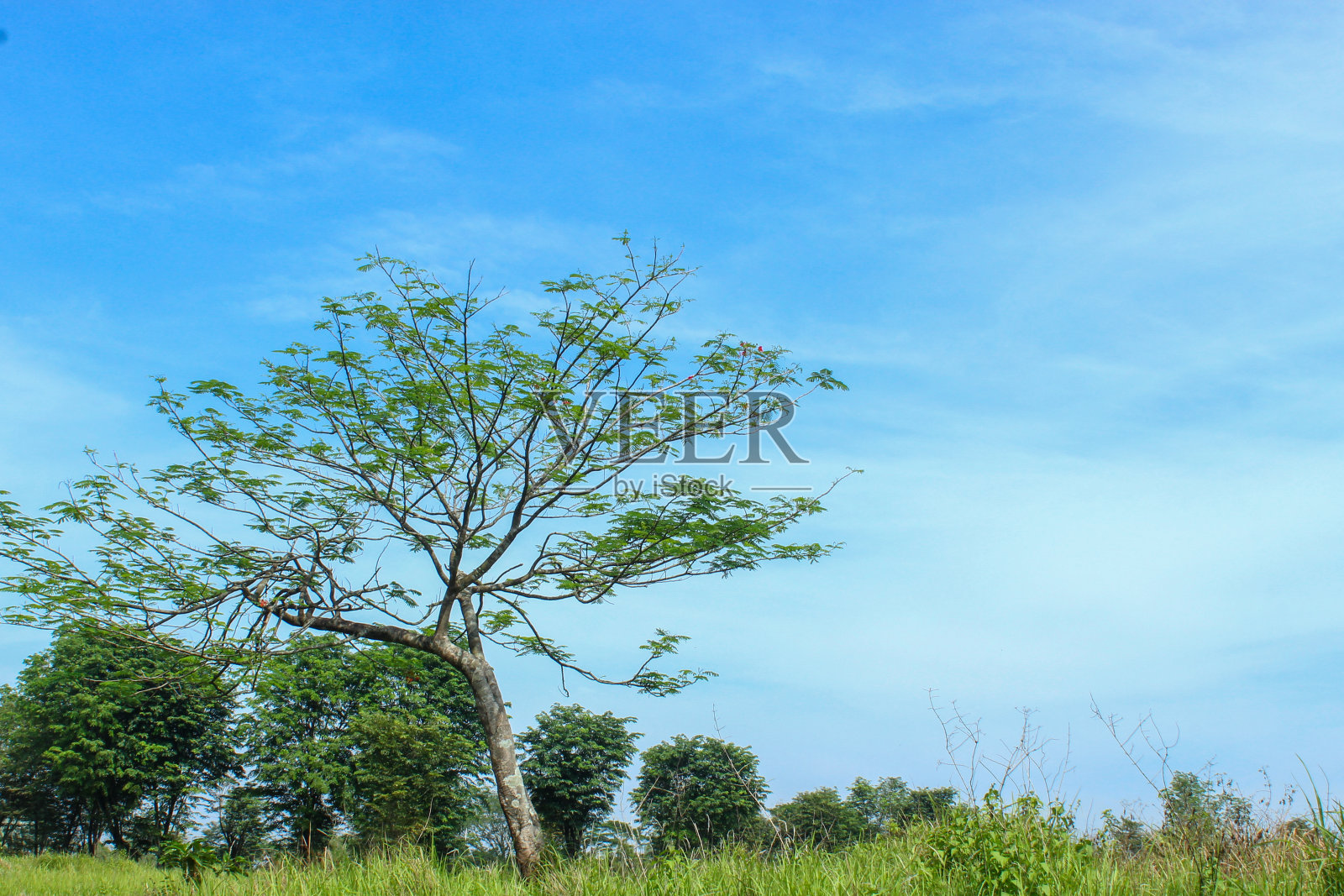 夏天明亮的蓝天背景上的树木照片摄影图片