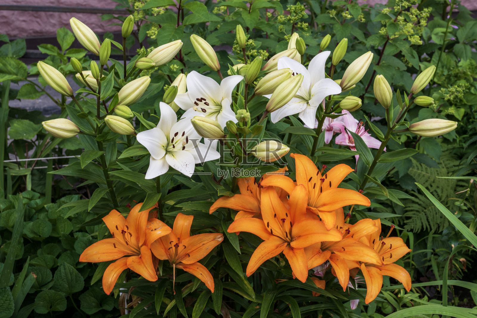 花园里有橙色和白色的百合花照片摄影图片