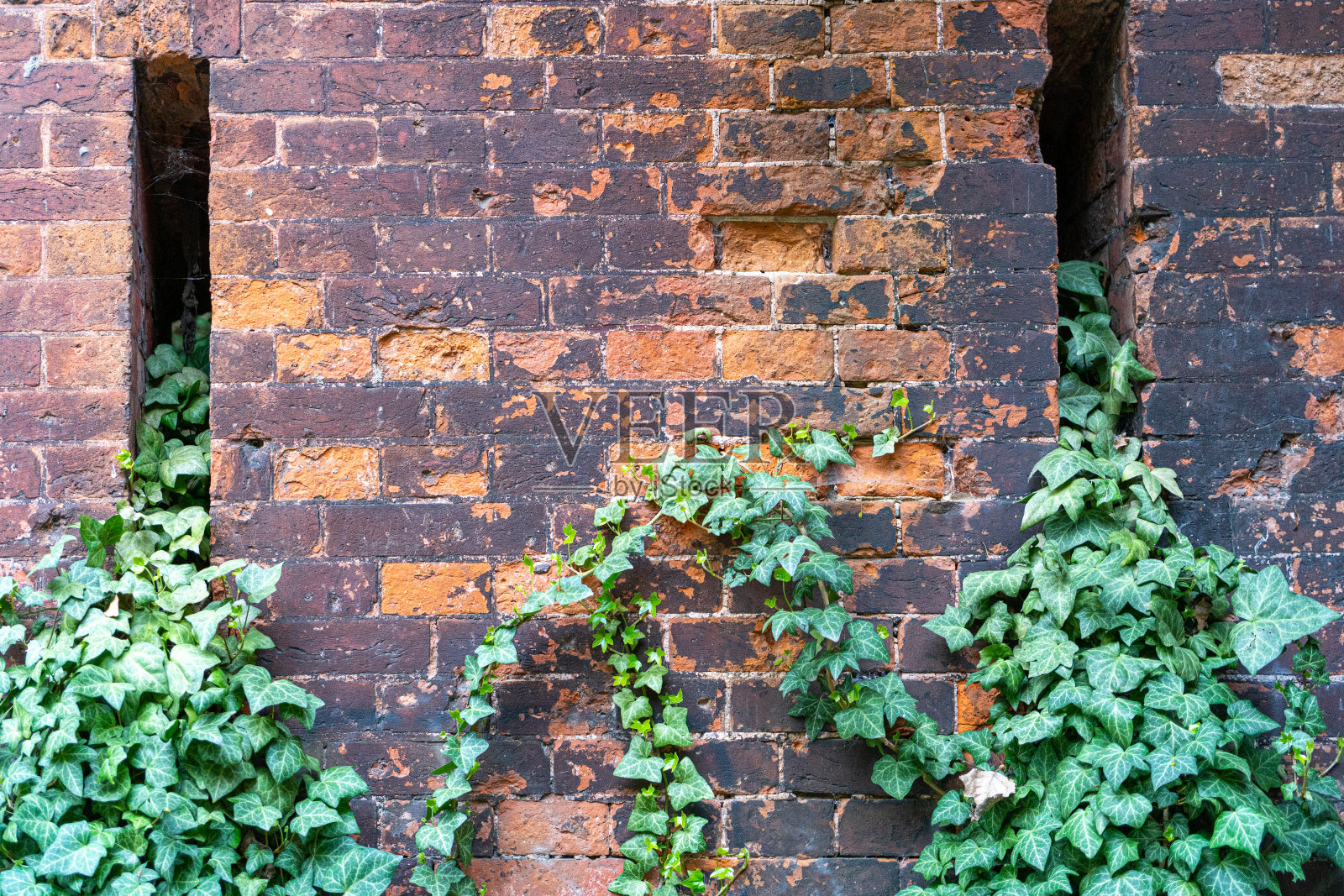 常春藤砖墙纹理背景。老砖墙和青藤，古砖栅栏，复古石墙照片摄影图片