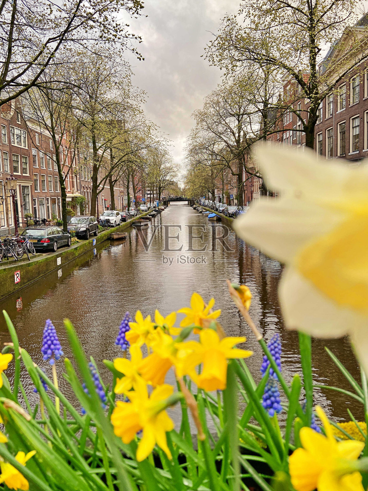 阿姆斯特丹桥上的水仙花照片摄影图片