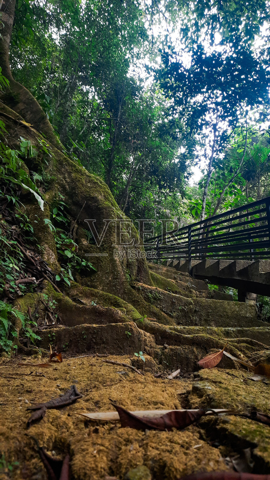 这棵枝繁叶茂的大树证明了大自然持久的力量照片摄影图片