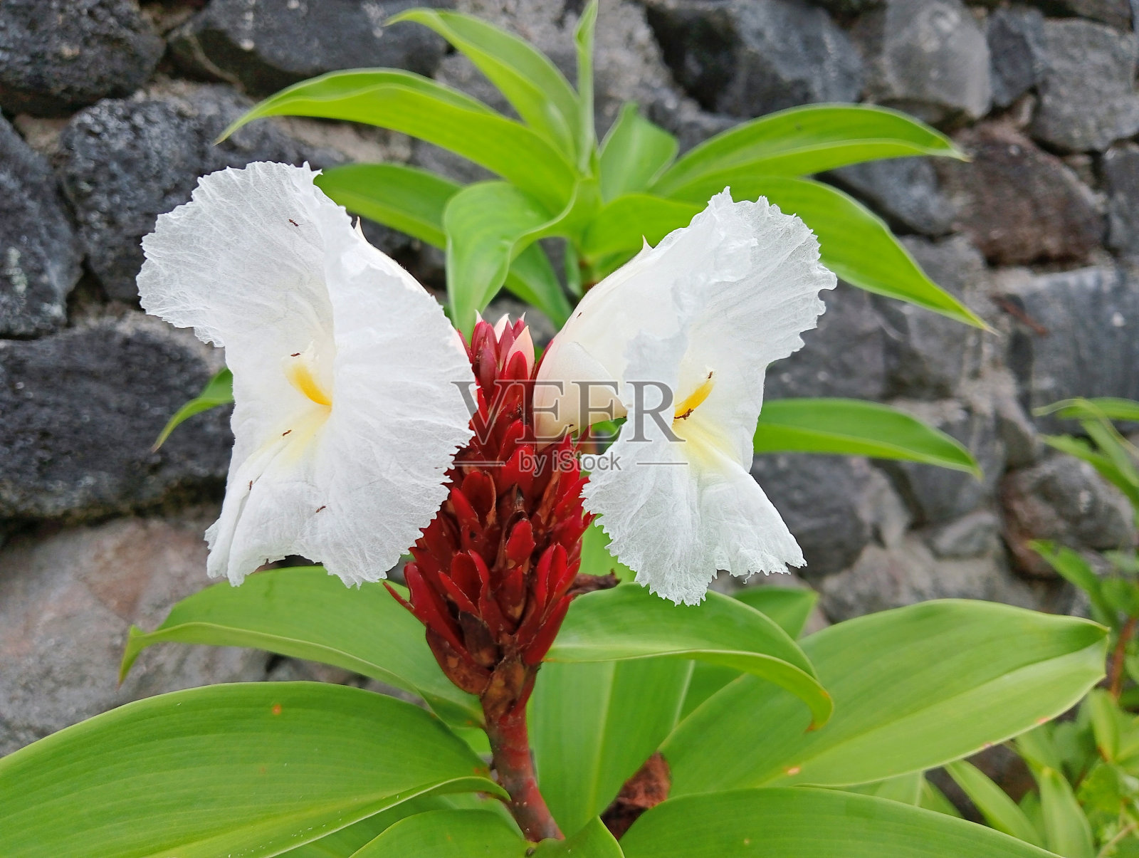 姜或木香植物花照片摄影图片