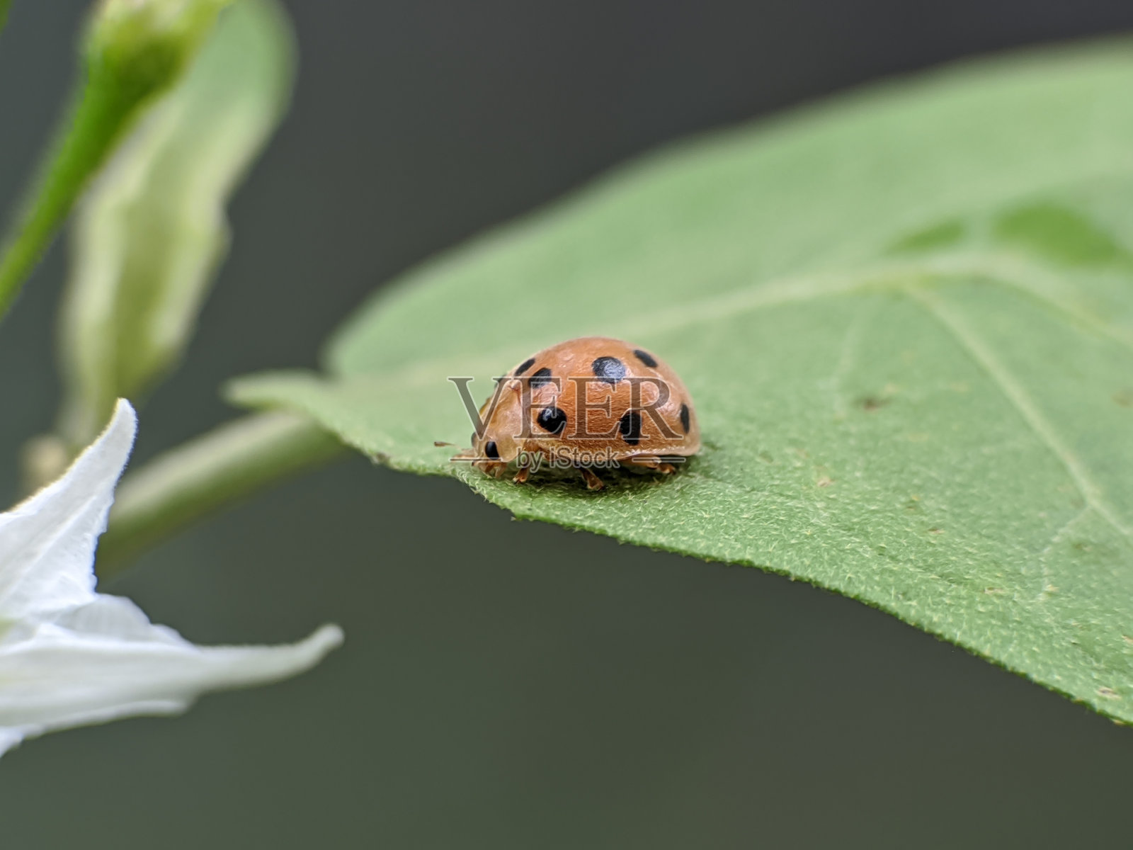 栖息在叶子上的北方毛猴照片摄影图片