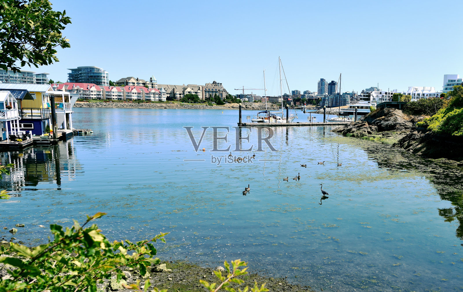 水鸟在渔人码头的水中游泳照片摄影图片