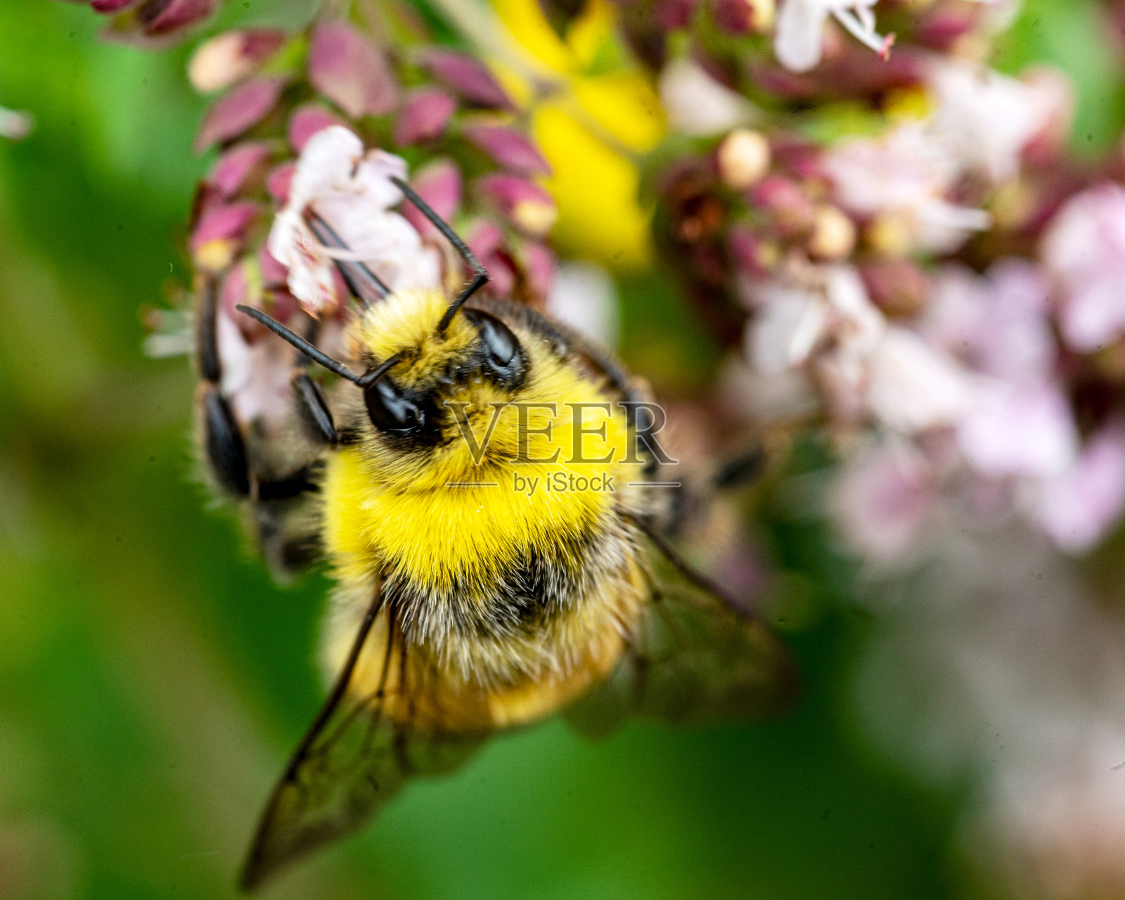 美丽，夏季花特写，昆虫在花，植物授粉，仲夏，开花时间，花开照片摄影图片