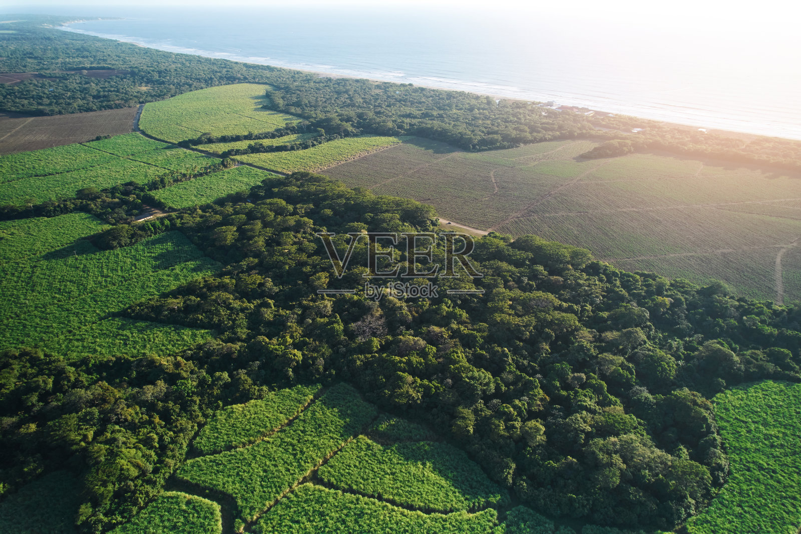 海边的绿色收获田照片摄影图片