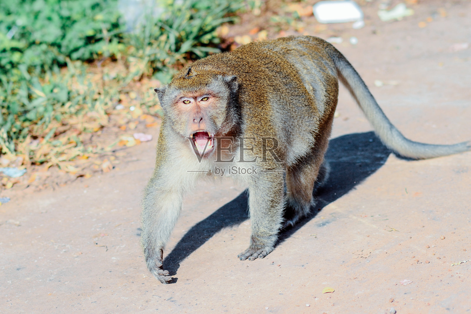 愤怒的猴子照片摄影图片