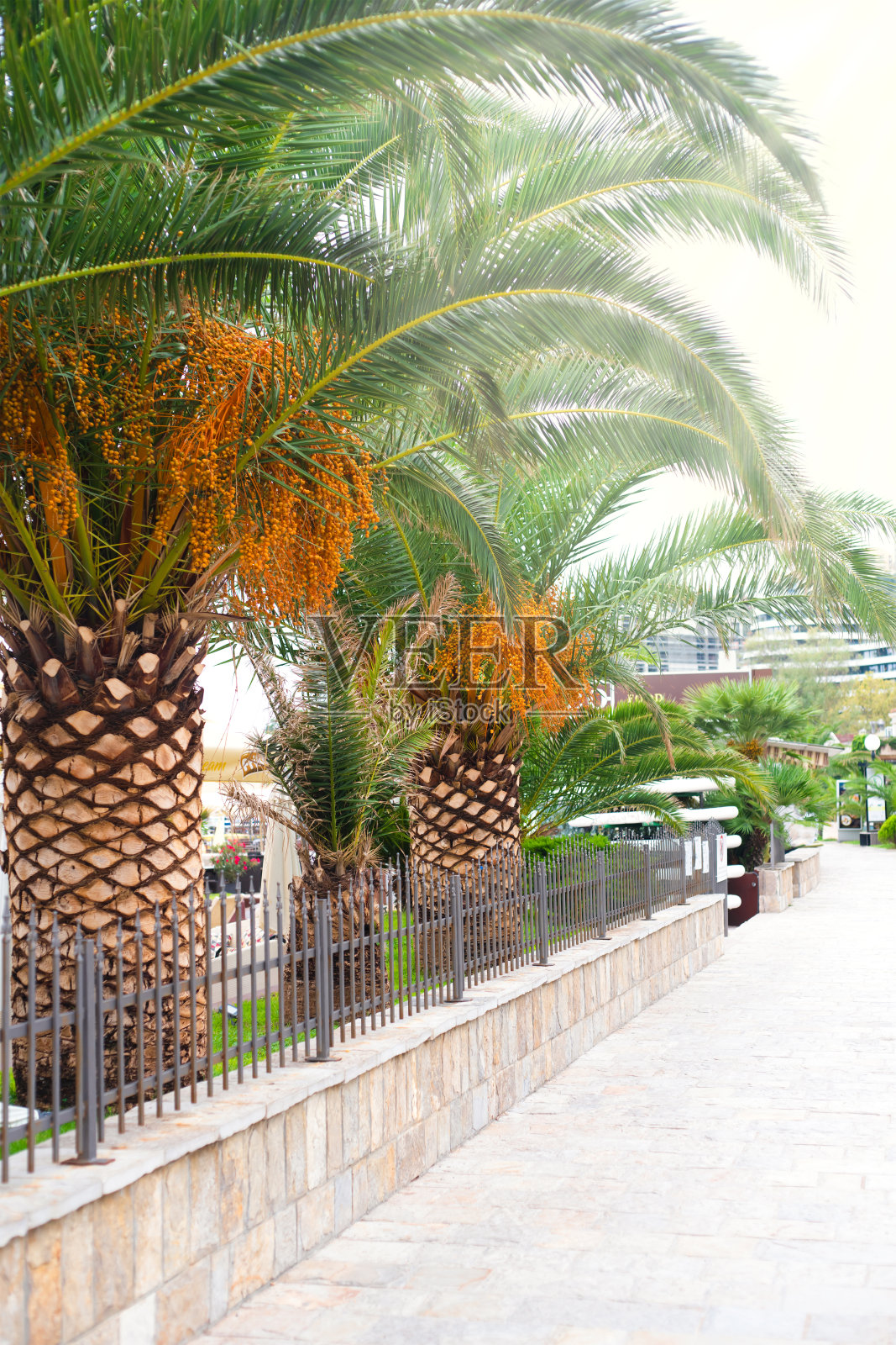 黑山布德瓦市海滨的棕榈树。副本的空间。有选择性的重点。照片摄影图片