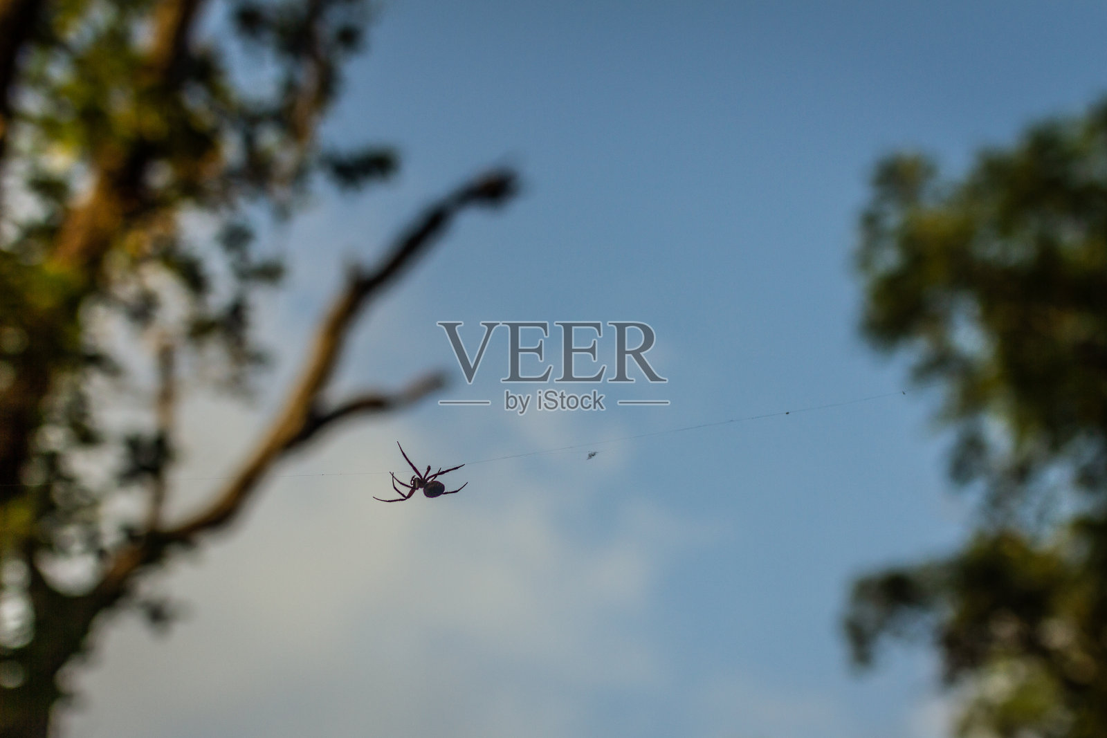 蜘蛛倒挂在他编织的蜘蛛网上照片摄影图片