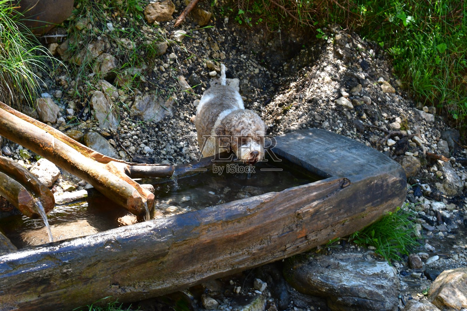 一只Lagotto Romagnolo狗在南蒂罗尔的Völs am Schlern附近徒步旅行照片摄影图片