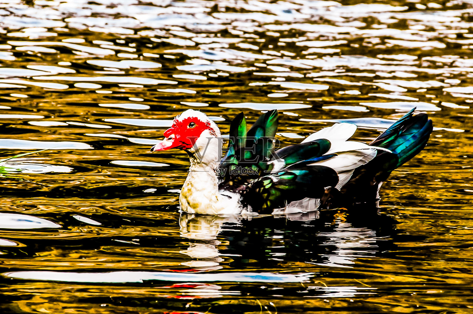 一只鸭子正把头露出水面在池塘里游泳照片摄影图片