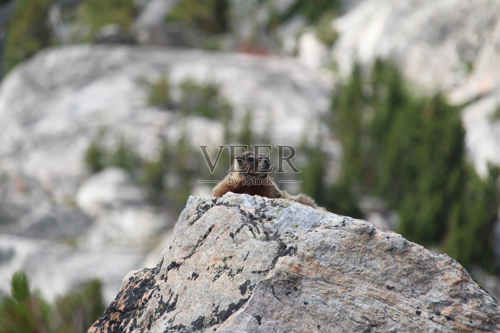 土拨鼠的时刻照片摄影图片