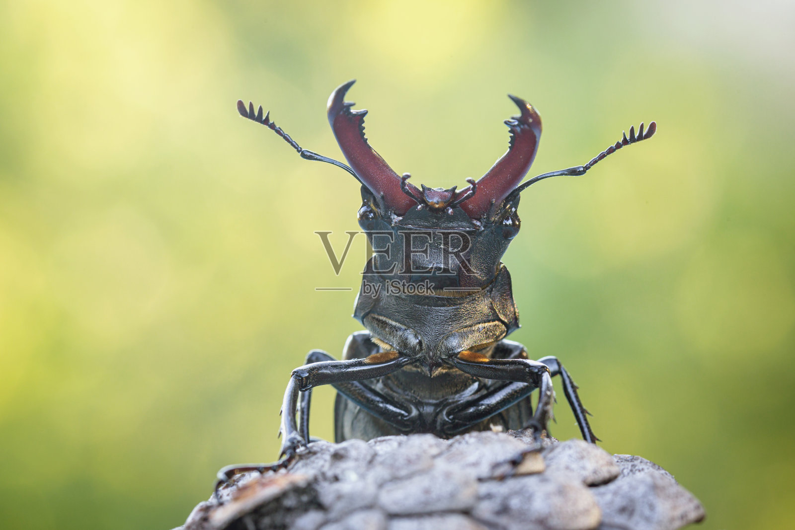 鹿甲虫(鹿角)，在其自然栖息地。特写镜头照片摄影图片
