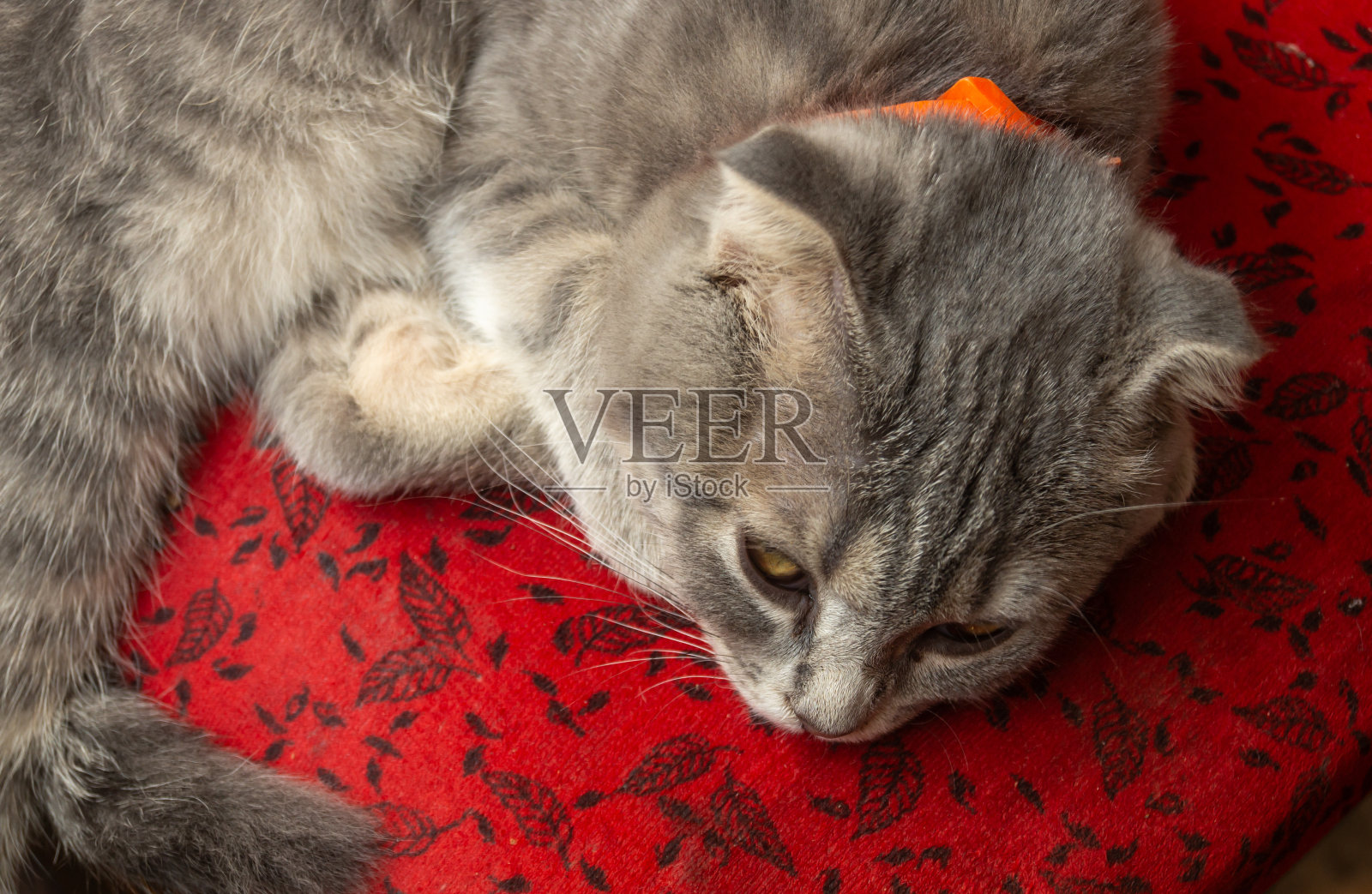 一只灰色的虎斑猫正在红色的座位上睡觉。一只熟睡的灰斑猫的特写照片摄影图片