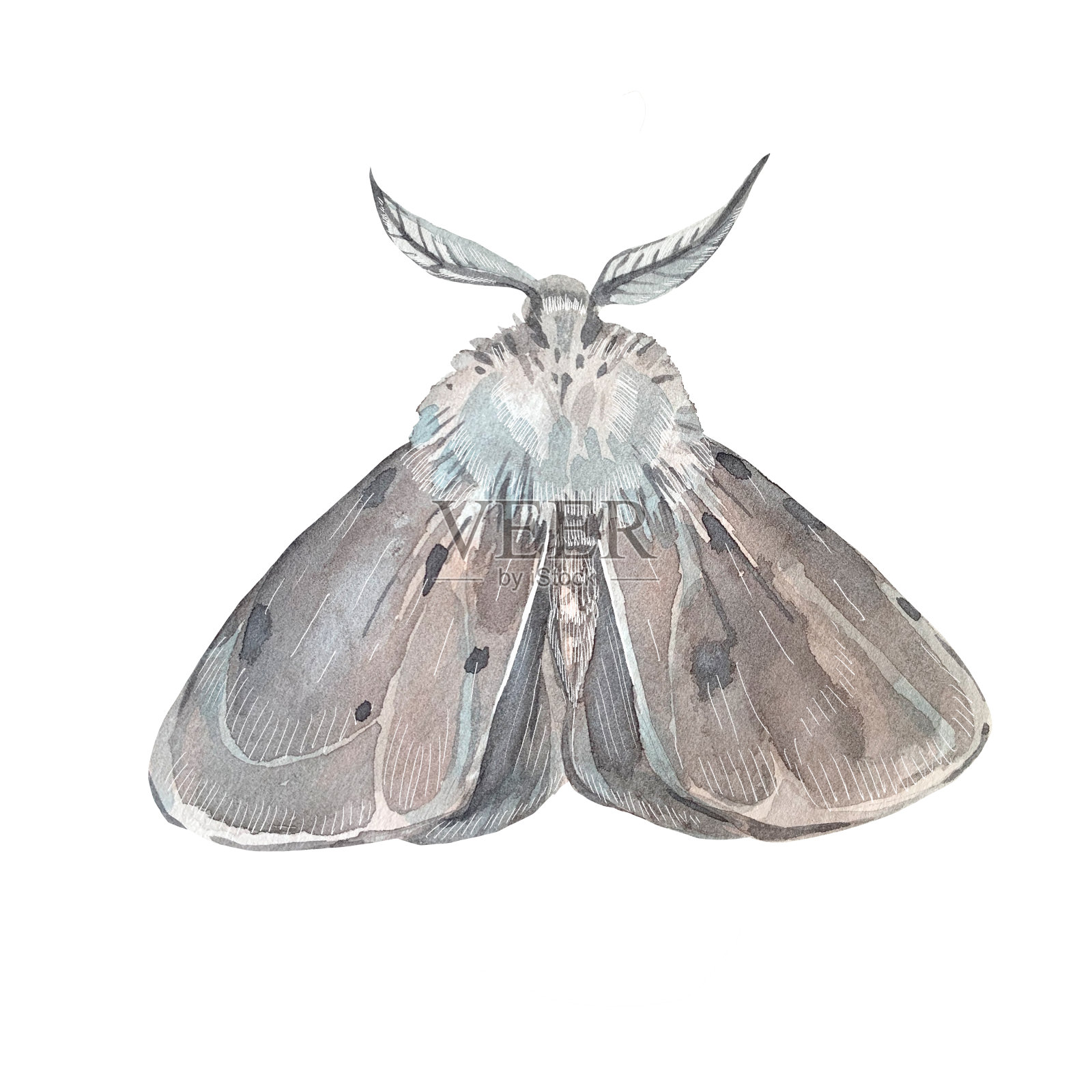 蛾子手绘水彩插图孤立在白色背景。卡片、婚礼的设计元素插画图片素材