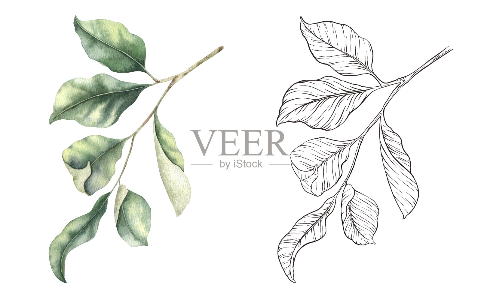一组带叶子的树枝。水彩和素描概述手绘孤立的插图。剪贴画植物元素。设计菜单，包装，化妆品，纺织品，卡片插画图片素材