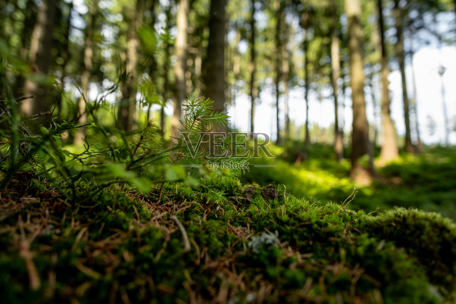 长满苔藓的森林地面照片摄影图片