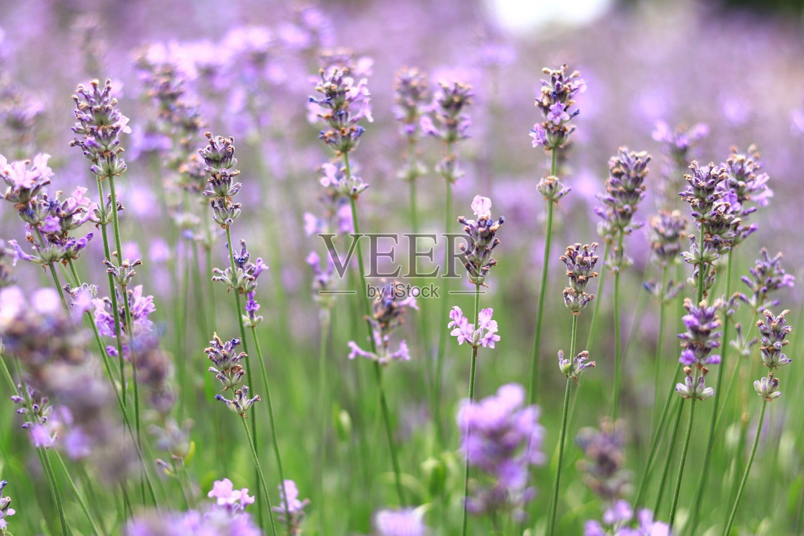 薰衣草。紫色薰衣草花选择性聚焦照片摄影图片