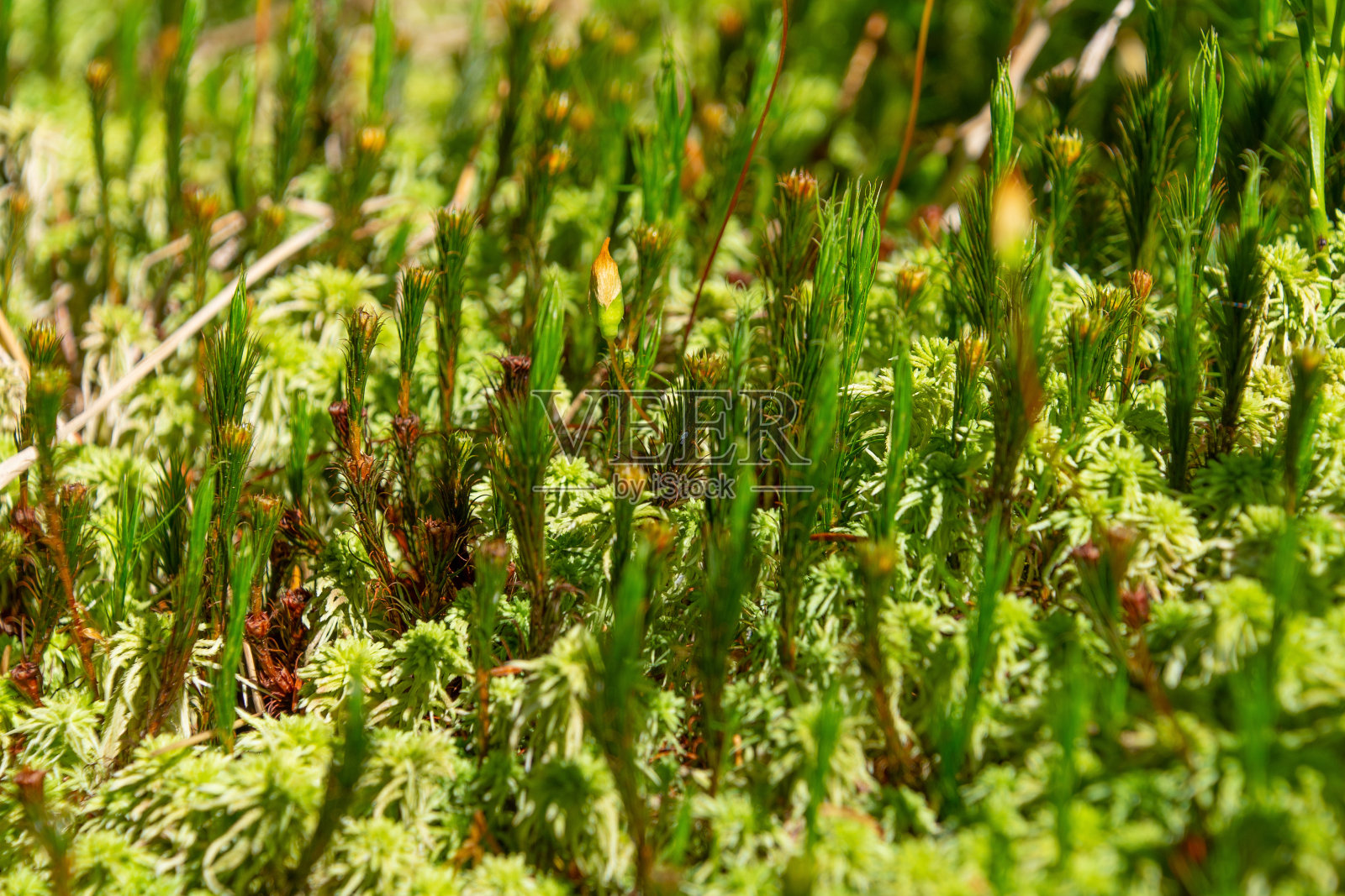 山坡上的青苔，特写。美丽的自然背景。照片摄影图片