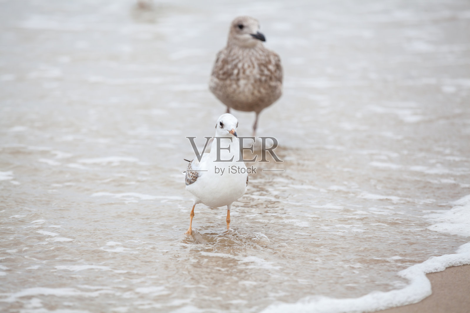 海鸥在波罗的海的自然环境。照片摄影图片