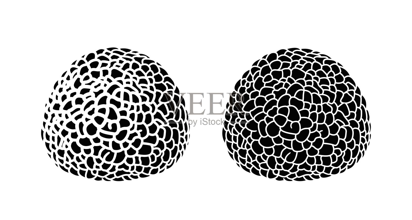 松露的标志。白色背景上孤立的松露插画图片素材