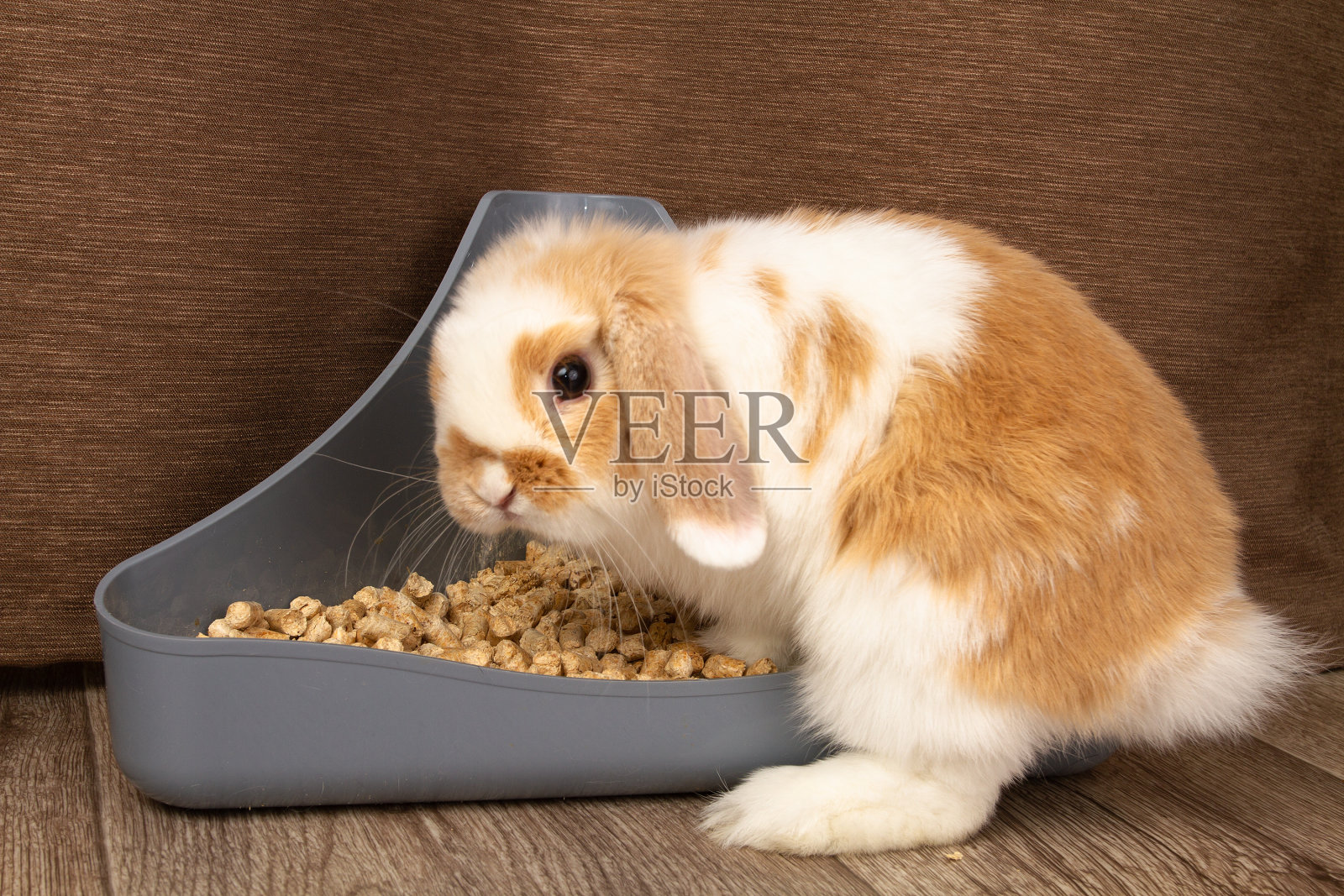 一只小兔子爬上了它的锅照片摄影图片