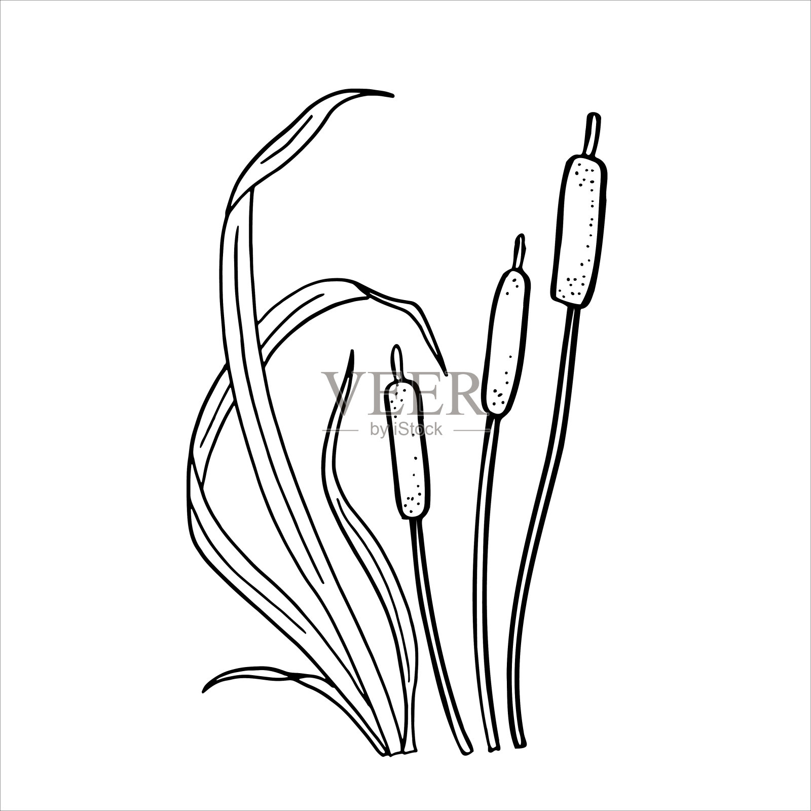 涂鸦风格的芦苇插画：沼泽草、莎草，黑白矢量图，沼泽和湖泊附近的植物插画图片素材