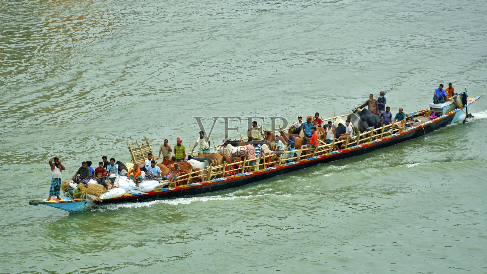 用船运牛照片摄影图片