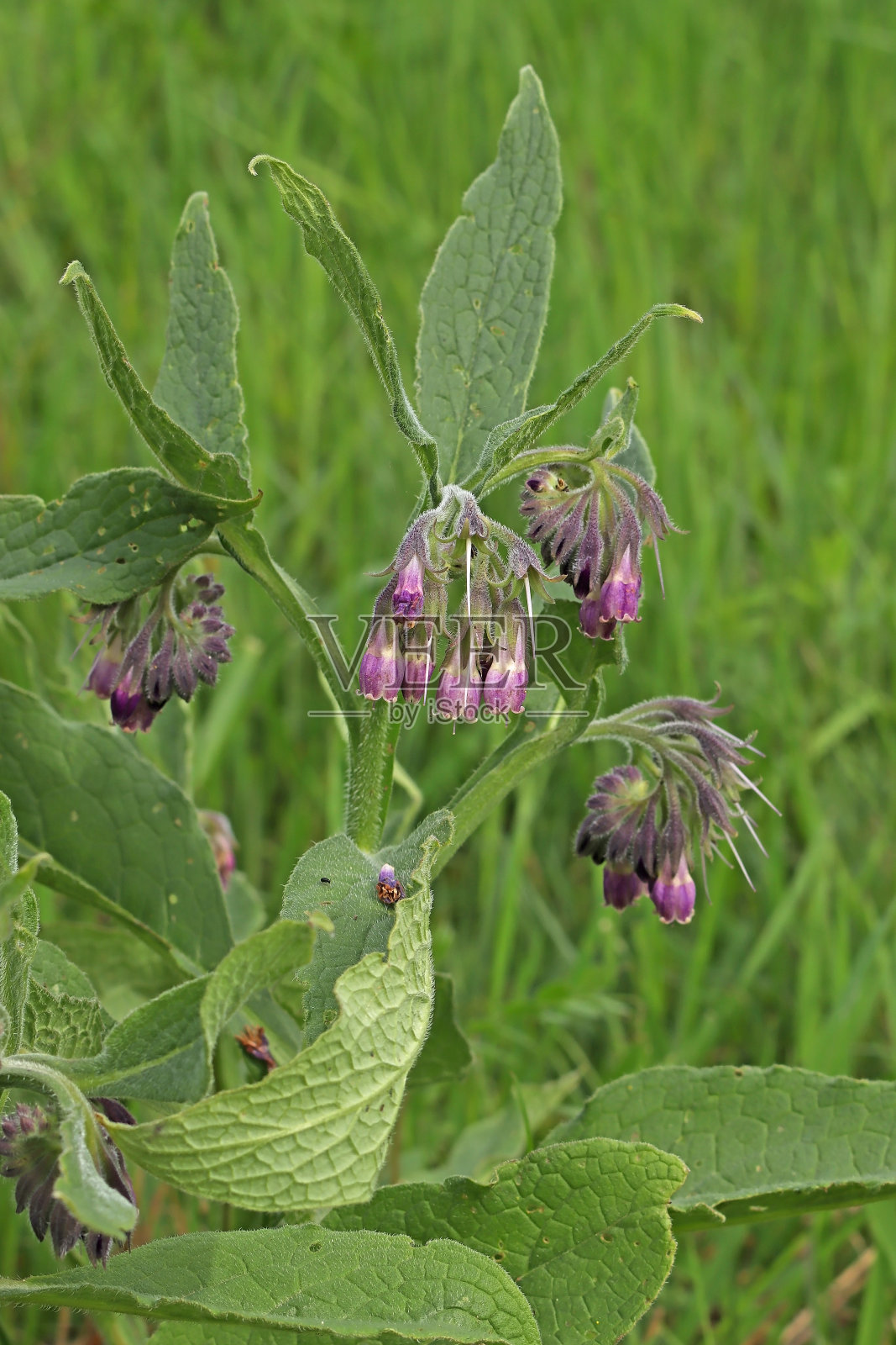 普通紫草-紫草(合胞草)。照片摄影图片