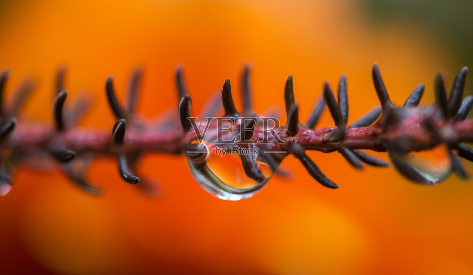 植物茎尖上的露珠特写照片摄影图片