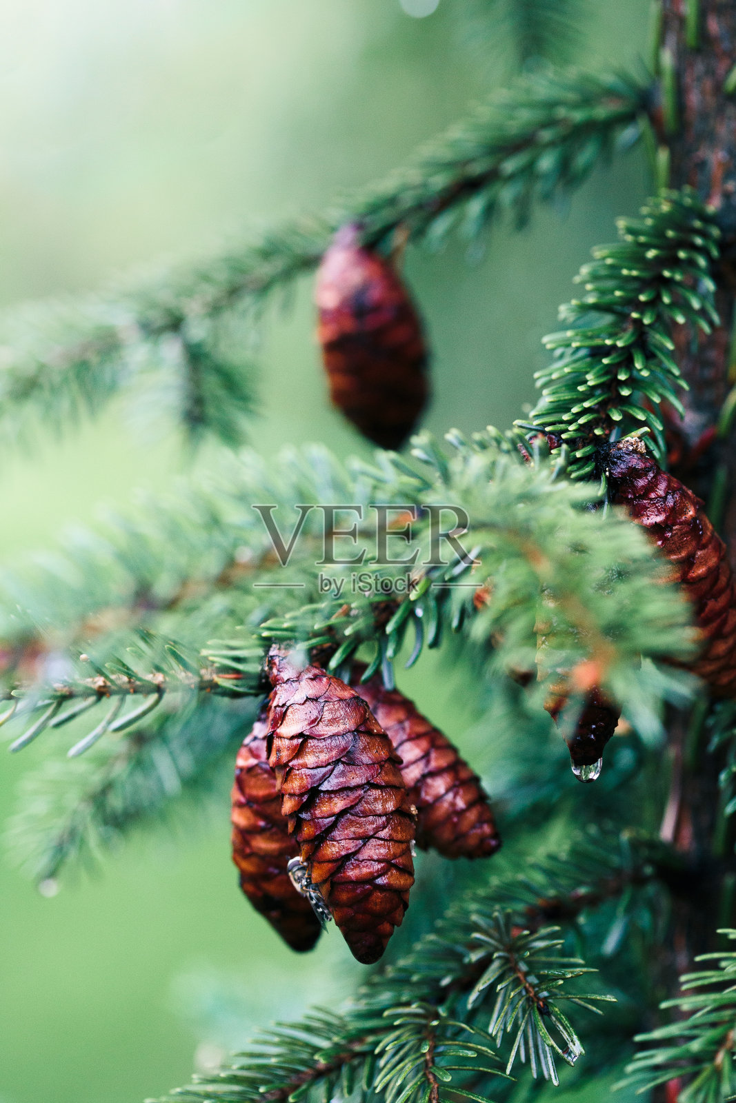 松果和细枝，常绿植物，雨滴。雨后的湿树。自然环境照片摄影图片